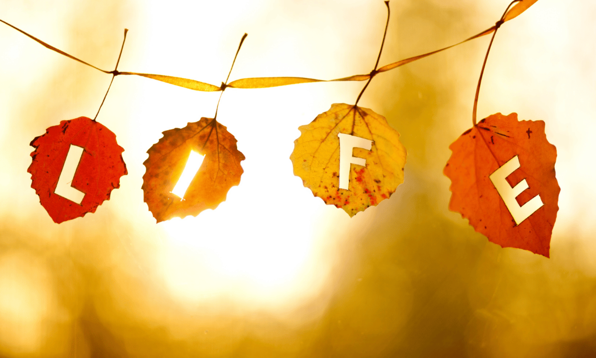 The Life Chronicles family legacy films Vancouver - professional documentary filmmaking