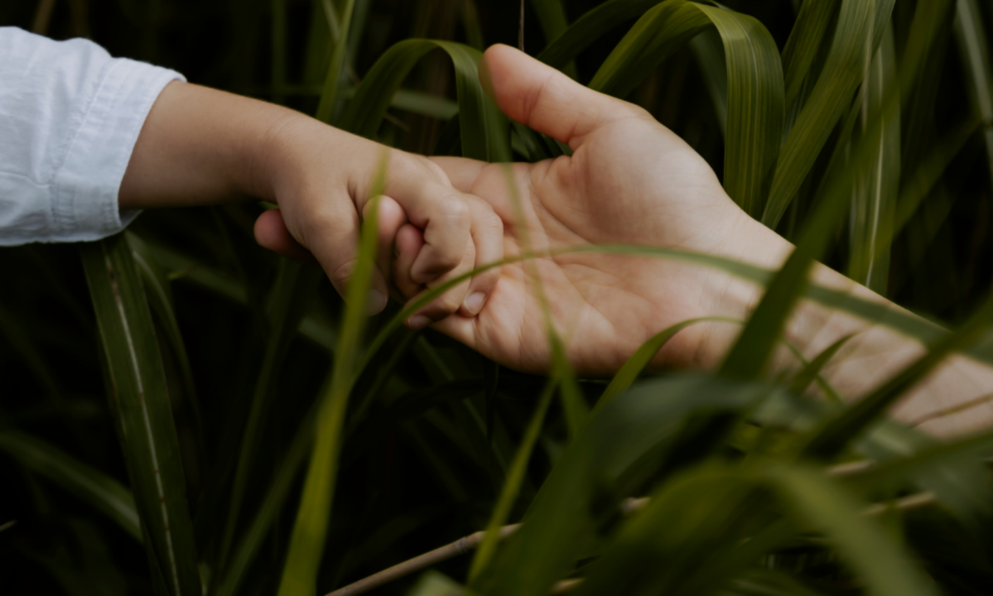 The Life Chronicles family legacy films Vancouver - family legacy preservation